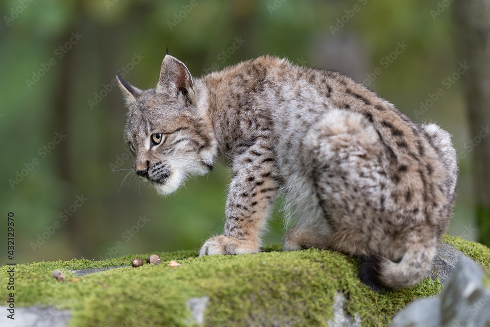 Obraz premium Lynx in green forest with tree trunk. Wildlife scene from nature. Playing Eurasian lynx, animal behaviour in habitat. Wild cat from Germany. Wild Bobcat between the trees