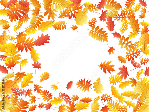 Oak, maple, wild ash rowan leaves vector, autumn foliage on white background.