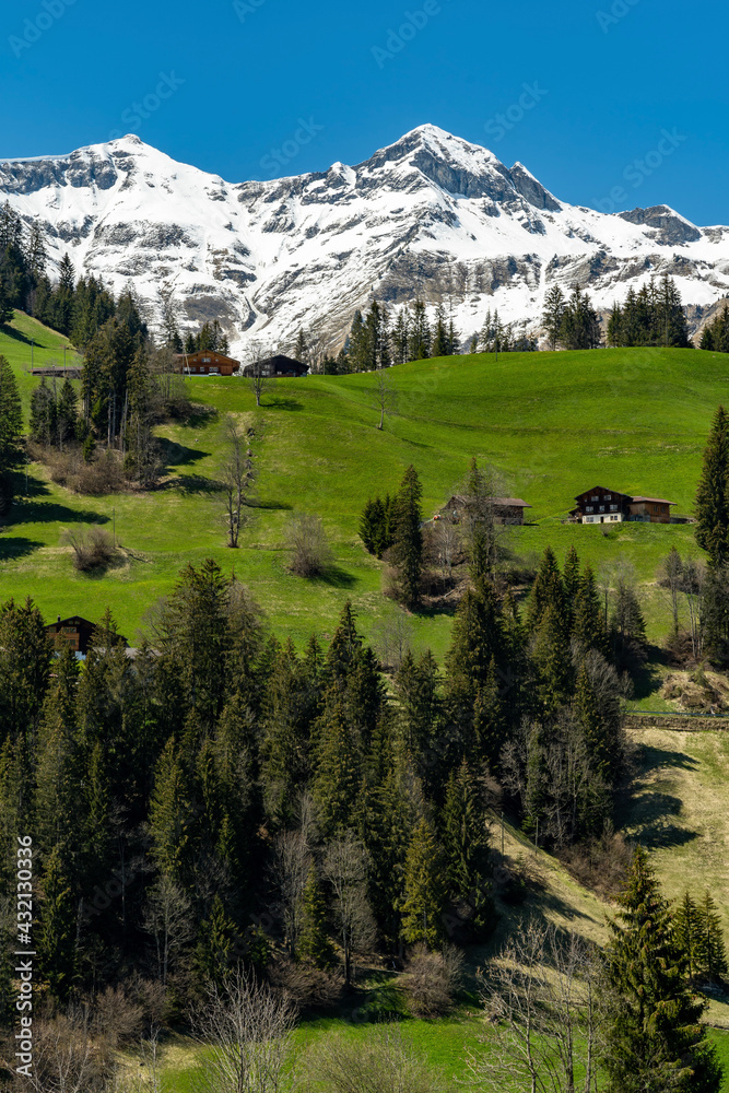 Auf der Strasse von Adelboden nach Frutigen im Berner Oberland. der Tschechen und die Berge dahinter sind noch im Frühling schneebedeckt. an den steilen Hängen stehen Bauernhäuser.