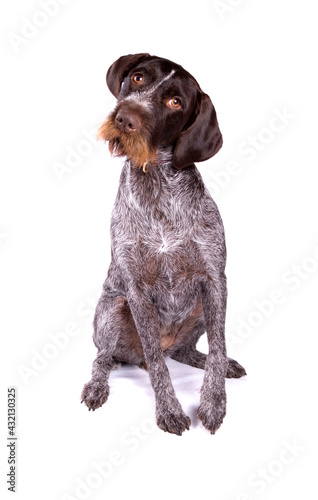 Czesky Fousek dog sitting isolated on a white background