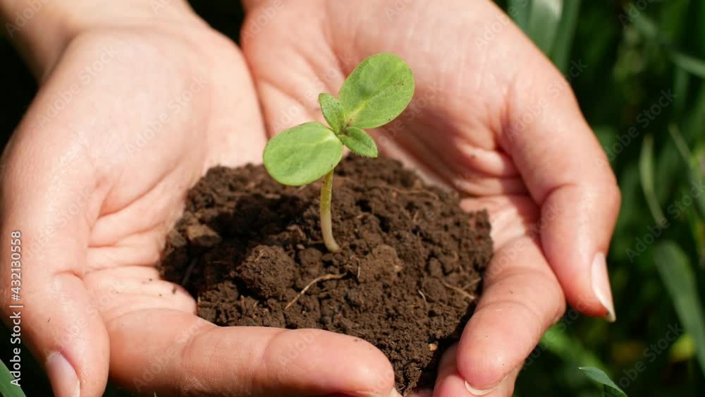Farmer hand holding a green seed sprout with soil for planting in the ground. Top-down view on a green background. Organic farm eco-farming harvest.Nature
Farmer hand holding a green seed sprout with soil for planting in the ground. Top-down view on a green background. Organic farm eco-farming harvest.Nature