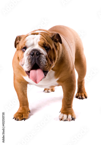 English Bulldog standing isolated on a white background