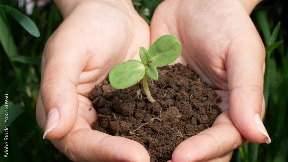 Farmer hand holding a green seed sprout with soil for planting in the ground. Top-down view on a green background. Organic farm eco-farming harvest.Nature
Farmer hand holding a green seed sprout with soil for planting in the ground. Top-down view on a green background. Organic farm eco-farming harvest.Nature