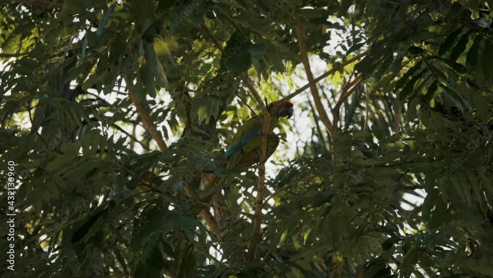 Aarauna parrot peacefully resting on tree branch Aarauna parrot peacefully resting on tree branch
