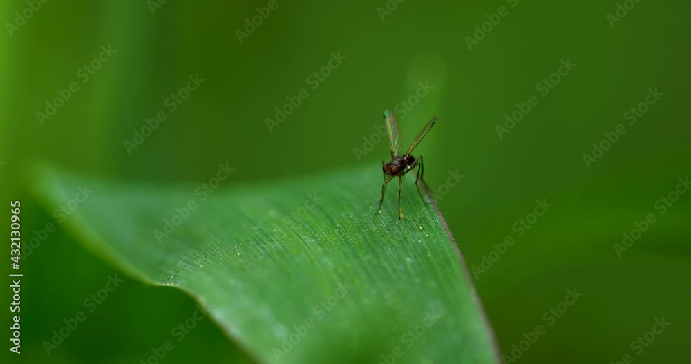 Extreme macro video of a fly species unknown species.