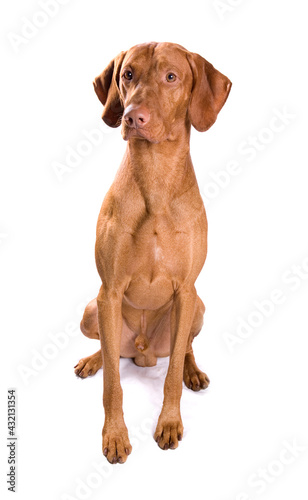 Hungarian Vizsla dog isolated on a white background