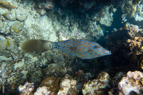 Brightly colored scrawled filefish (aluterus scriptus, scribbled leatherjacket, broomtail) swimming in tropical waters, Red Sea, Egypt. Unusual fish in blue ocean lagoon water. Underwater photo. photo