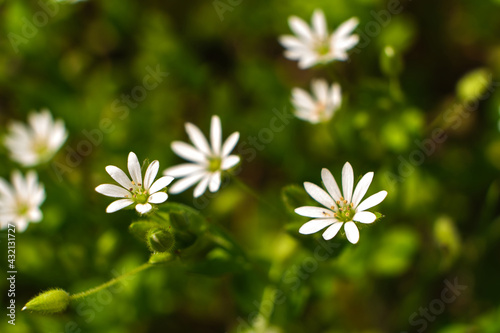 Green grass and chamomiles in the nature.