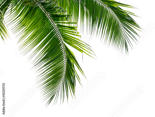 Coconut palm leaves on white background.