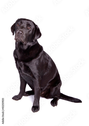 Black Labrador Retriever dog sitting isolated on a white background