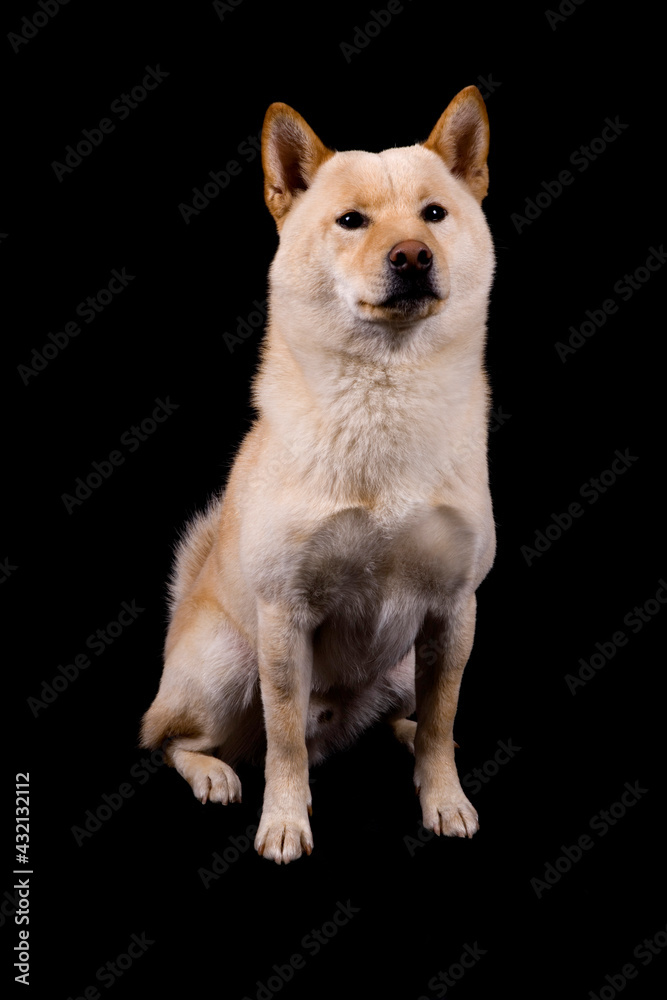 Shiba Inu dog sitting isolated on a black background