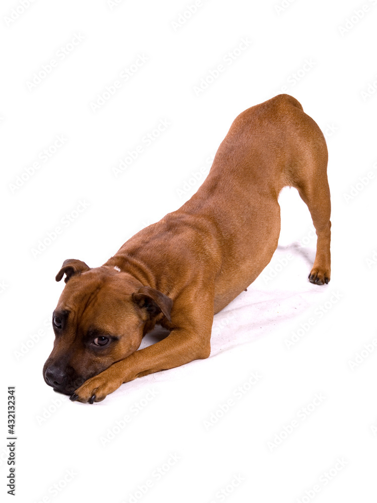 Staffordshire Bull Terrier dog begging isolated on a white background