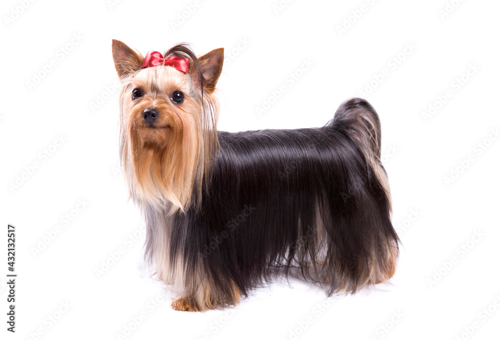 Yorkshire terrier dog in show stance isolated on a white background Yorkshire terrier dog in show stance isolated on a white background