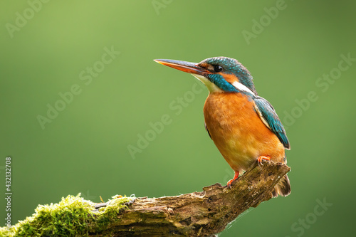 Common kingfisher looking on tree with space for text