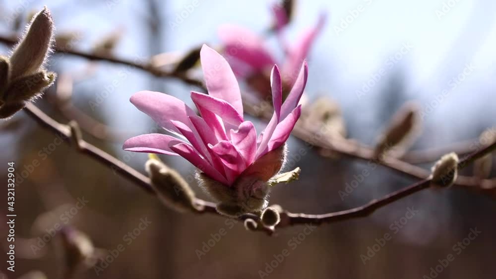 close-up view of blooming of pink magnolia flower buds in the wind close-up view of blooming of pink magnolia flower buds in the wind