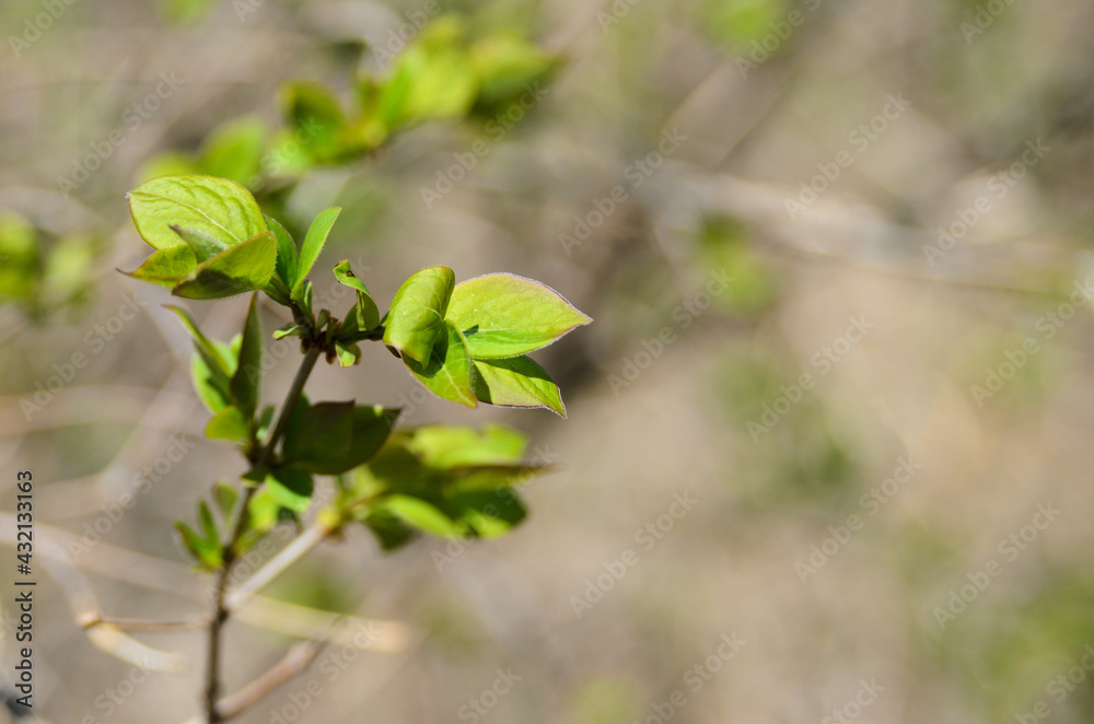 A branch with young spring colorful leaves under the sunlight on a blurred spring background. A branch with young spring colorful leaves under the sunlight on a blurred spring background.