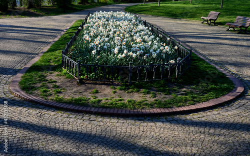 annual flowerbed with yellow and blue flowers bordered by a low fence of metal gray fittings. landscaping in summer with tulips photo