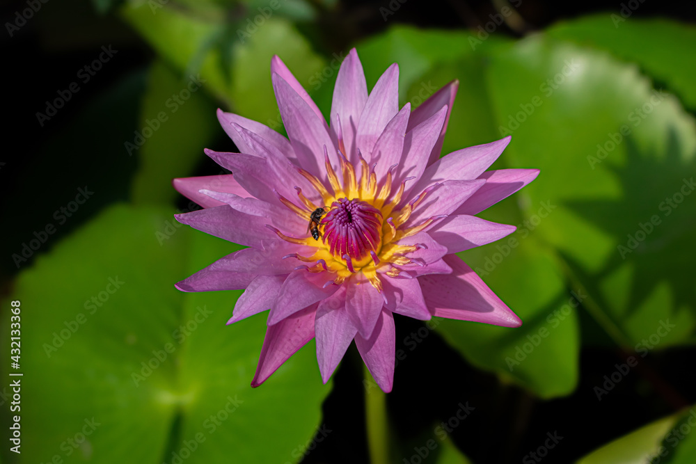 pink lotus flower