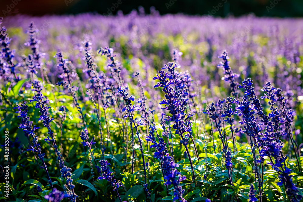 Obraz premium Lavender