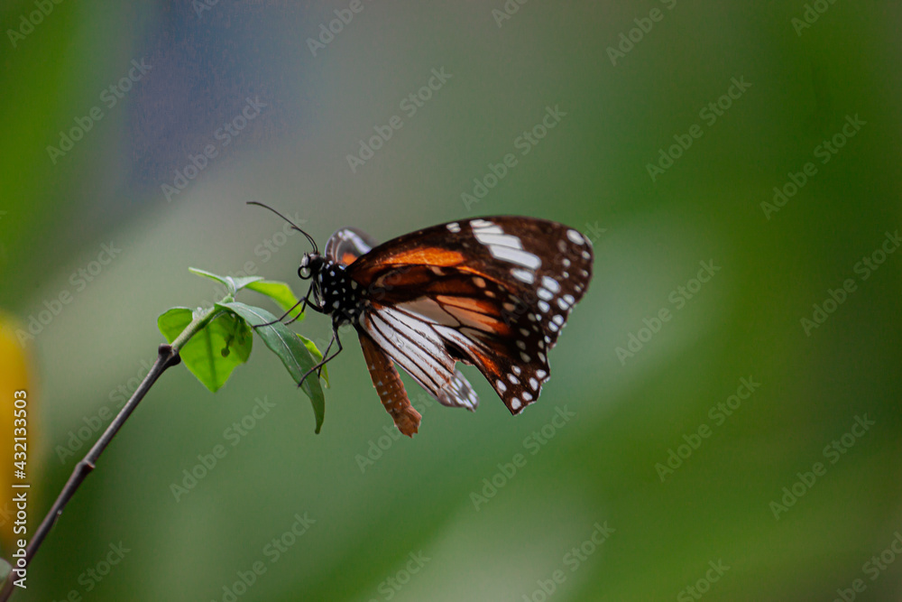 butterfly on a flower butterfly on a flower