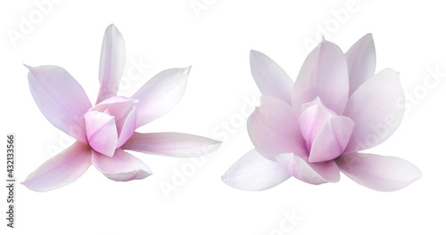 Macro photo set blooming magnolia on a white isolated background.