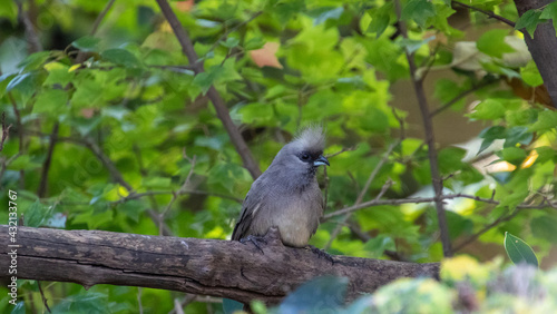 Speckled mousebird perched on a branch in a garden