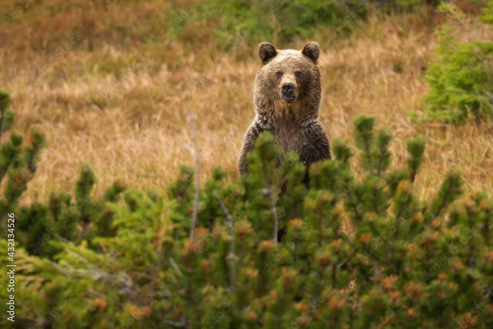 Brown bear standing behind the conifer in autumn nature Brown bear standing behind the conifer in autumn nature