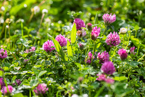 small mauve flowers of the meadows