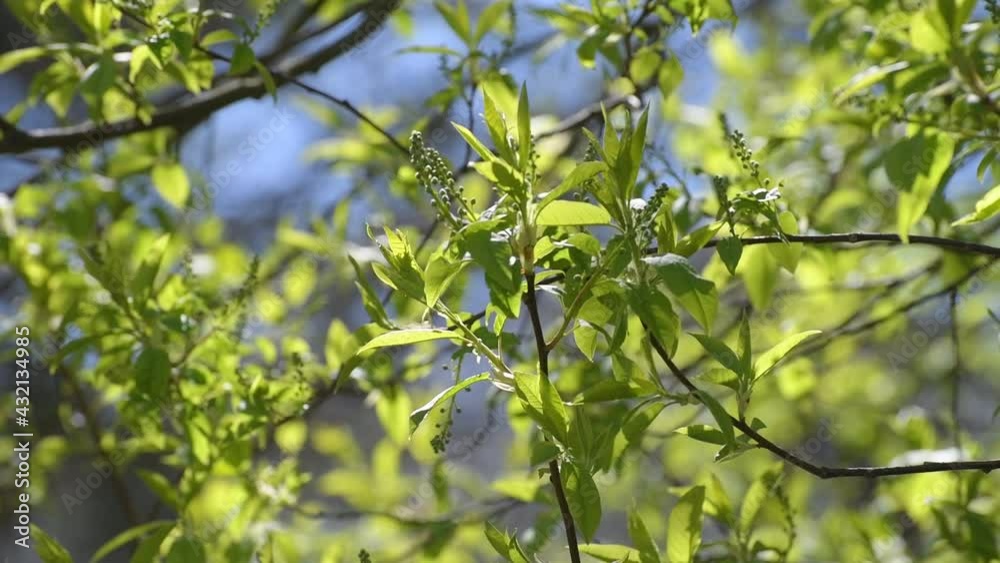 Branches of bird cherry in early spring with young leaves and buds Branches of bird cherry in early spring with young leaves and buds