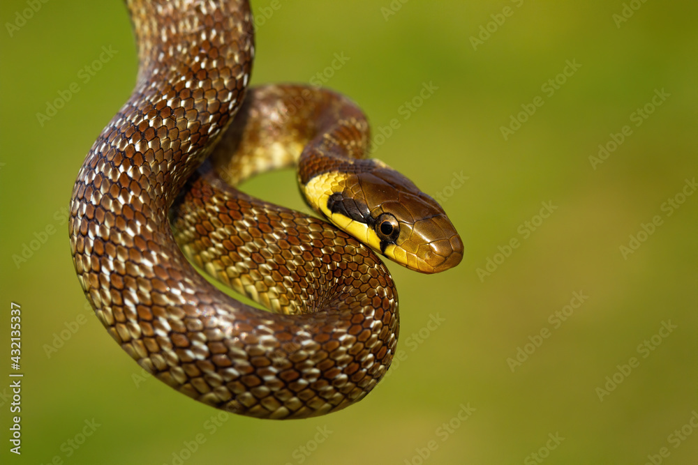 Aesculapian snake hanging in green summer environment