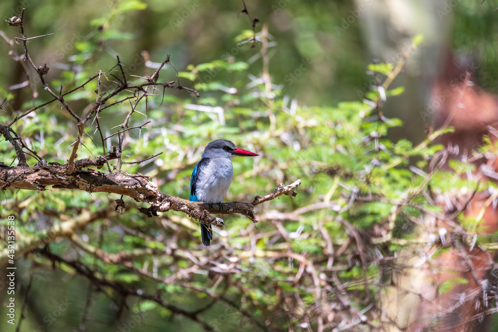 beautiful bird woodland kingfisher perched on tree branch, Halcyon senegalensis, Lake Chamo, Ethiopia, Africa wildlife