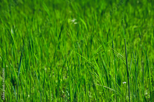 Green grass texture background for making green backdrop
