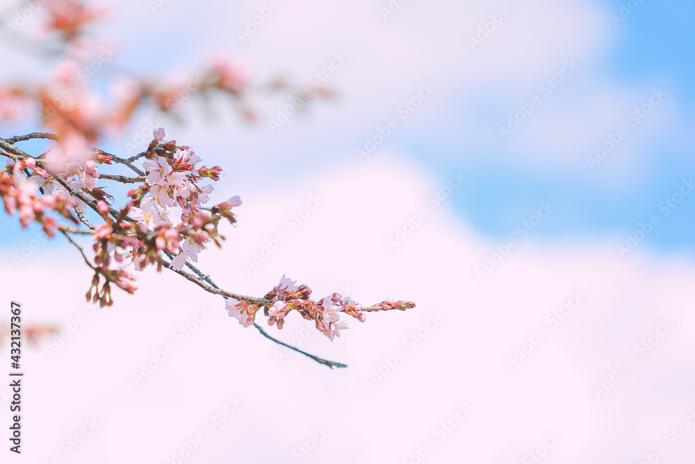 桜，青空，雲，ピンク