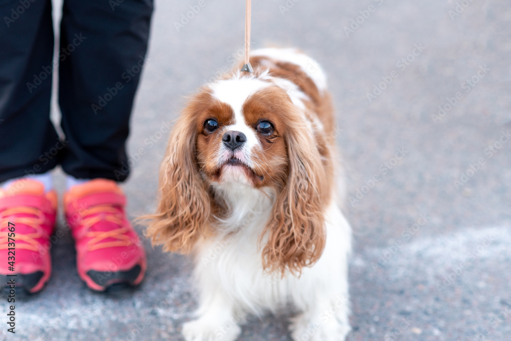 Cavalier King Charles Spaniel, on a leash, next to the owner