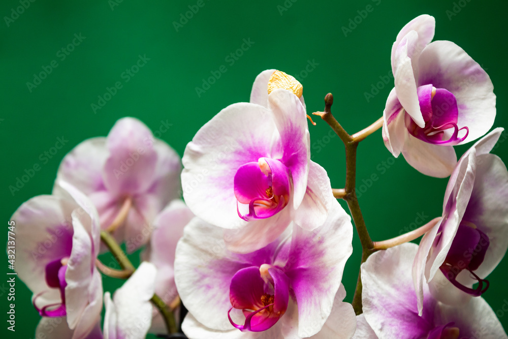Obraz premium Orchid flowers on a green background in closeup isolated, front view, pink and white color