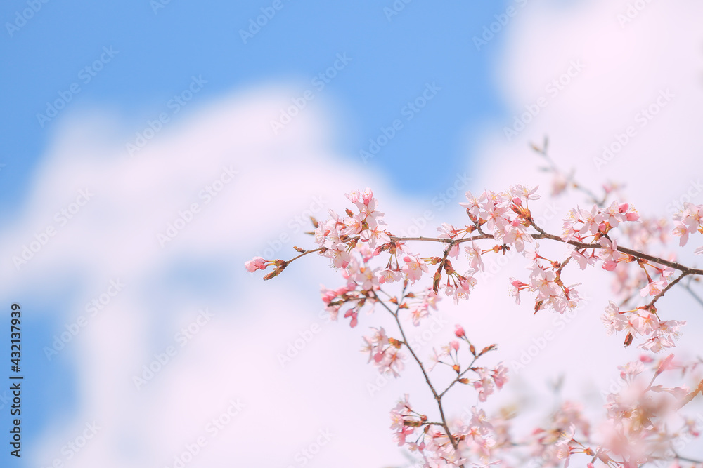 桜，青空，雲，ピンク