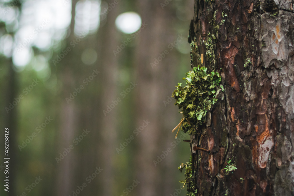 Fototapeta premium tree in the forest