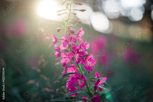 Summer wild flower lupine