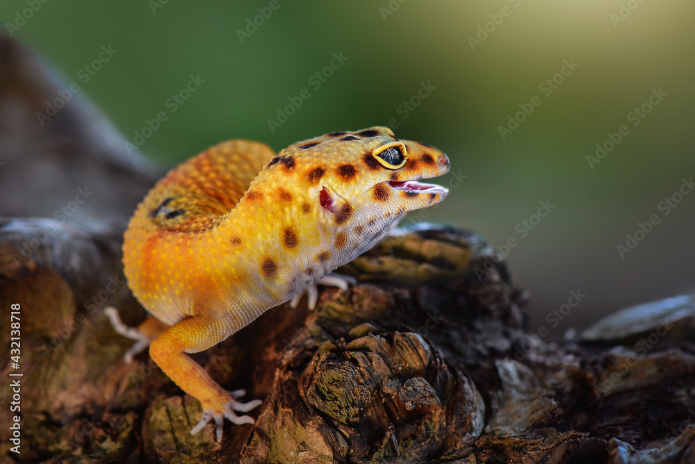 Naklejka premium Python in the tropocal garden / snake