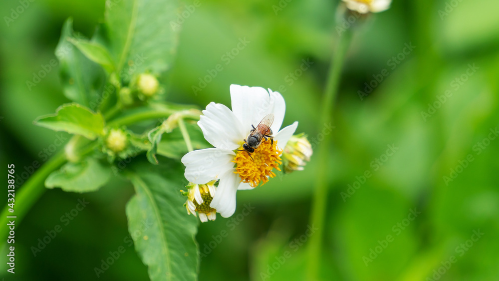 Bee and white spanish needle flower in a garden. Bee and white spanish needle flower in a garden.