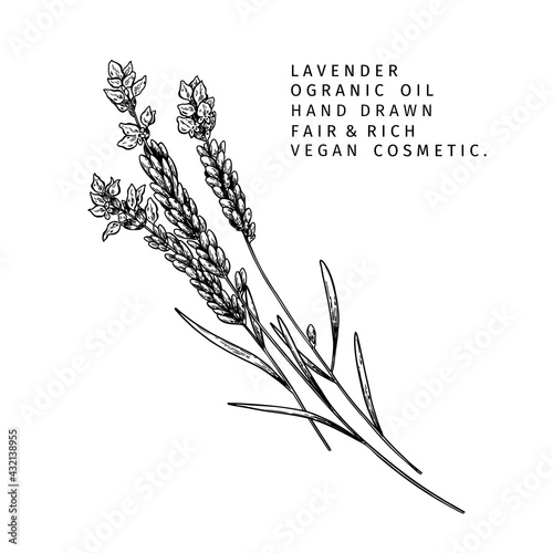 Hand drawn lavender branch. Vector floral engraved illustration. Cosmetic and medical essential oil. Healthcare, beauty ingredient. For cosmetic package design, medicinal herb, treating, aromatherapy.