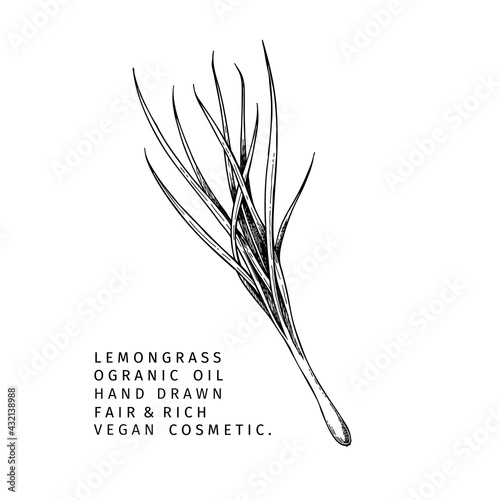 Hand drawn lemongrass branch. Vector floral engraved illustration. Cosmetic and medical essential oil. Healthcare, beauty ingredient. Cosmetic package design, medicinal herb, treating, aromatherapy.