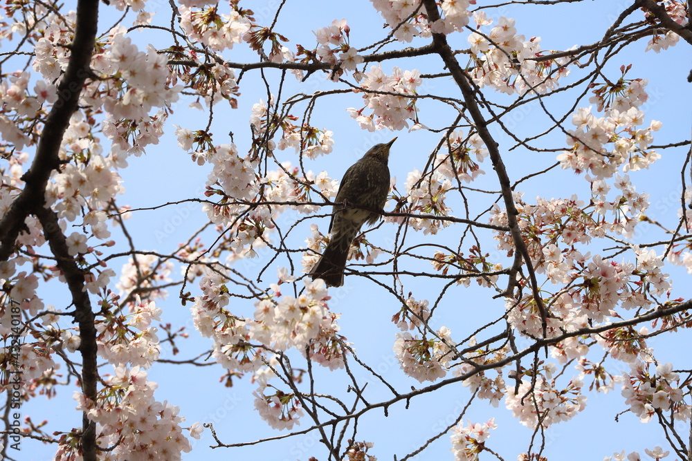 春のソメイヨシノのサクラの枝に止まるヒヨドリ 春のソメイヨシノのサクラの枝に止まるヒヨドリ