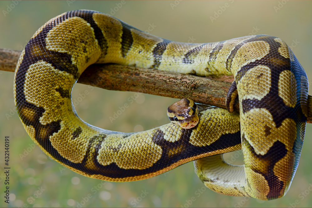Naklejka premium Python in the tropocal garden / snake