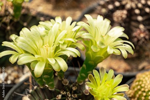  Gymnocalycium mihanovichii flowers photo