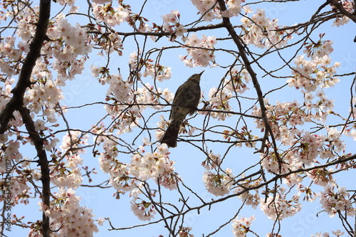 春のソメイヨシノのサクラの枝に止まるヒヨドリ