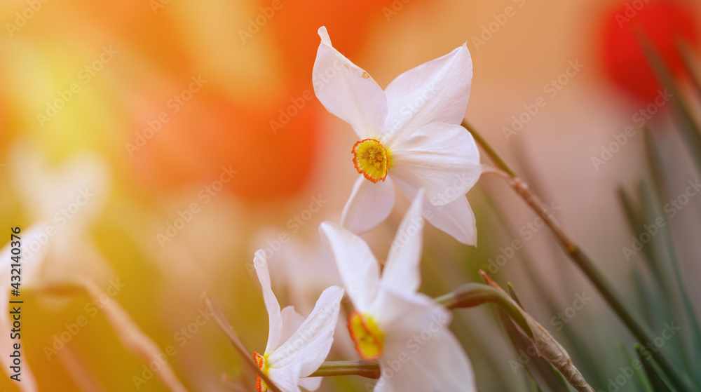 Fototapeta premium white blooming daffodil flower in a spring afternoon