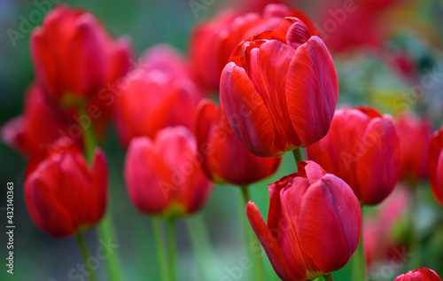 blooming red tulips in the garden on a spring sunny day © nndanko