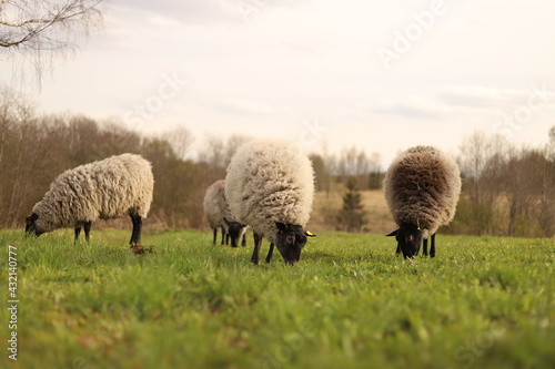 sheep in the field