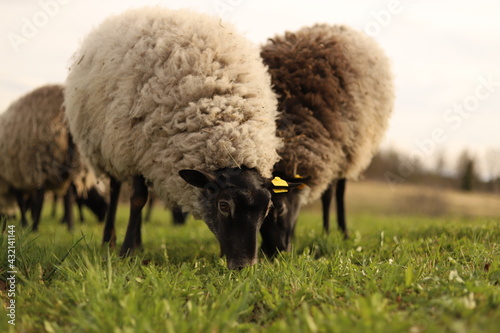 sheep in the field